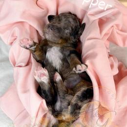 Pepper - Merle female Goldendoodle puppy in Murrieta, California from Apricot Poodles & Goldendoodles, LLC