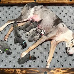 Great Dane puppies from Sovereignty Woods Great Danes