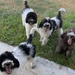 Goldendoodles and Poodles from Painted Rose Poodles and Doodles