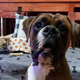 Cooper - Boxer