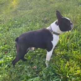 Grim - Boston Terrier