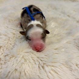 Blitz - Blue merle male Australian Shepherd puppy in Jacksonville, Florida from Autumn's Aussies