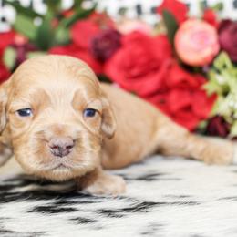 Max - Red male Cockapoo puppy in Rattan, Oklahoma from Double M Cocker Spaniels