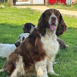 June - English Springer Spaniel