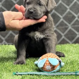 Turquoise - Gray brindle female Cane Corso puppy in Pollock Pines, California from Capitol City Cane Corso