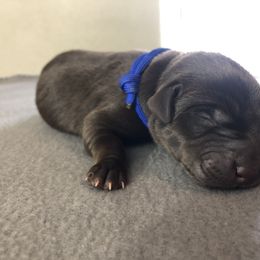 Labrador Retriever Puppies from Southtown Retrievers