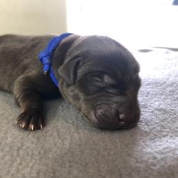 Labrador Retriever Puppies from Southtown Retrievers