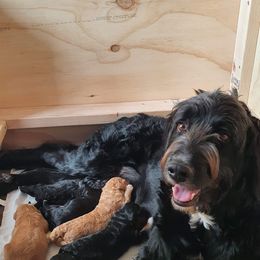 Bernedoodle Puppies from Beach Bernedoodles