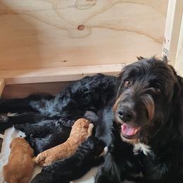 Bernedoodle Puppies from Beach Bernedoodles