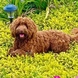 Ellie - Australian Labradoodle