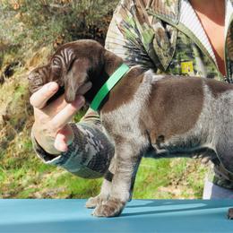 Oliver - Liver roan male German Shorthaired Pointer puppy in Redding, California from Macushla Kennel