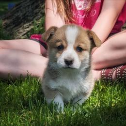 Rex - Red male Pembroke Welsh Corgi puppy in Coleman, Michigan from Salt Creek Farm Dogs