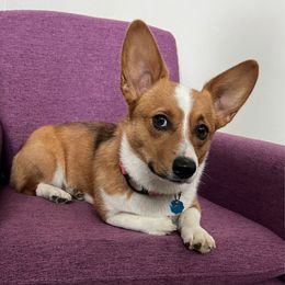 Ella - Pembroke Welsh Corgi