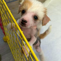 DaoDog Quantum of Solace - Pink and slate male Chinese Crested puppy in Highland Park, Michigan from Family Kennel Dao Dog