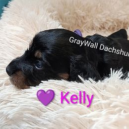 Kelly-AKC Full - Black and cream female Dachshund puppy in Bates City, Missouri from Gray Wall Dachshunds