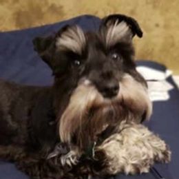 Miniature Schnauzers from Schnauzer HQ