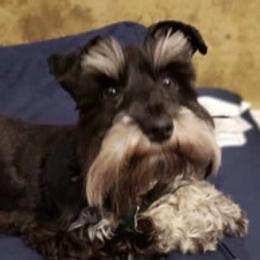 Miniature Schnauzers from Schnauzer HQ