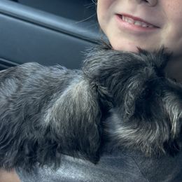 Miniature Schnauzers from Sissy’s Schnauzers