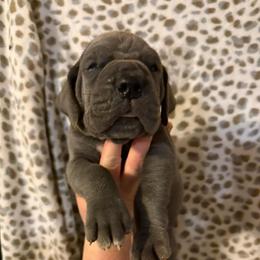 Steel - Blue male Great Dane puppy in Tyler, Texas from Blessed By Danes