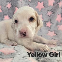 Yellow Girl - Orange belton female English Setter puppy in Potosi, Wisconsin from Point and Flush Gun Dogs