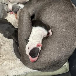 2.0 Jocelyn - White and black female Italian Greyhound puppy in Waianae, Hawaii from Makanalani Yorkies and Iggys