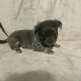 Smurf - Blue female Chihuahua puppy in Royal Center, Indiana from Marvelous Chihuahuas