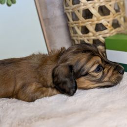 Dachshund Puppies from Megan ROUECHE
