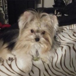 Tippy - Yorkshire Terrier