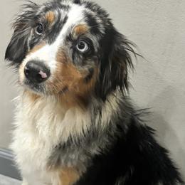Miniature Australian Shepherds from SOCAL AUSSIES