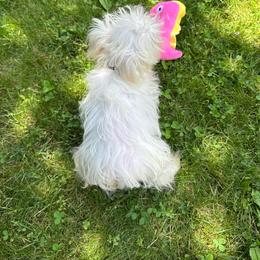 Maltese girl - White female Maltese puppy in Massachusetts from Happy Tail Yorkies and Maltese