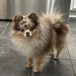 Royce PET - Chocolate merle male Pomeranian puppy in Douglas, Massachusetts from Country Oak Poms LLC
