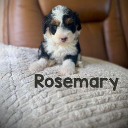 Rosemary - Tri-color female Bernedoodle puppy in Danielsville, Georgia from Meg's Doodles and Poodles