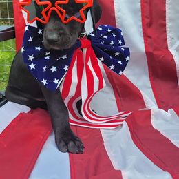 Beech - Black Great Dane puppy in Monroe County, Pennsylvania from Poke-A-Nose Danes