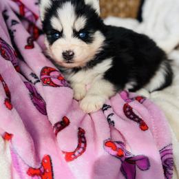 Pawris - Black and white female Pomsky puppy in Yavapai County, Arizona from Pawsh Pomskies