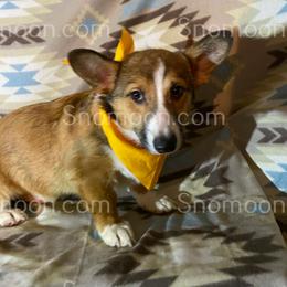Blaze Male YELLOW Collar - Red male Miniature Pinscher puppy in Eaton, New York from Snomoon Miniature Pinschers  & Pembroke Welsh Corgi