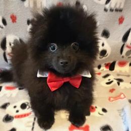 Sammy - Black male Pomeranian puppy in Sulphur Springs, Texas from Johnny's Pets