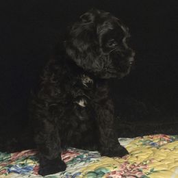 Roy - Black male Cavapoo puppy in Missouri from KDK Missouri Miniature Poodles