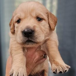 Ms. Lime Green - Golden female Golden Retriever puppy in Mocksville, North Carolina from Hunting Creek Kennels & Farm