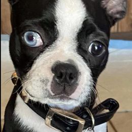 Boston Terriers from Brenda Blazek's Boston Terriers