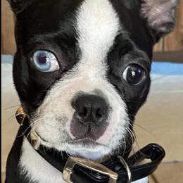 Boston Terriers from Brenda Blazek's Boston Terriers