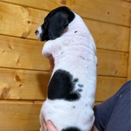 Black and White Pie (spots) - Black and white female Great Dane puppy in Greenville, South Carolina from Allen’s Ridge Ranch