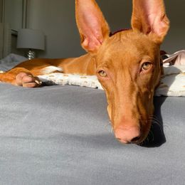 Pharaoh Hounds from Sumaria Hounds