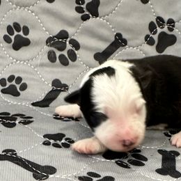 Boy 1 - Border Collie puppy in Barnstead, New Hampshire from Pettigrew's Border Collies