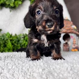 Dachshund Puppies from Royal Bloodline Canines