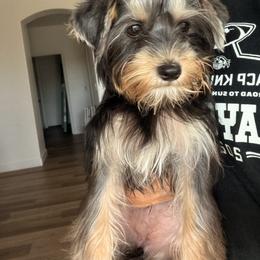 Glory - Parti female Yorkshire Terrier puppy in Glendale, Arizona from Elite Yorkies AZ