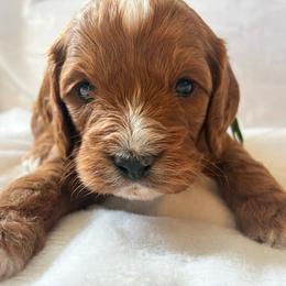 Storm - Apricot male Cavapoo puppy in Adrian, Oregon from ApplebyFarm
