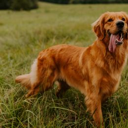 Golden Retrievers from Golden Dreams