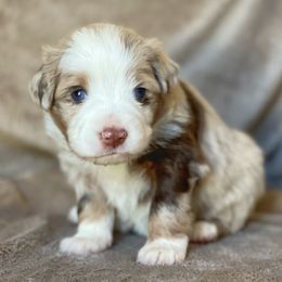Reese - Red merle female Miniature Australian Shepherd puppy in Wesley Chapel, Florida from August Oaks Aussies
