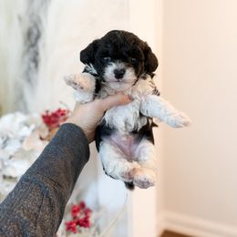 Levi - Parti male Poodle puppy in Chapel Hill, North Carolina from Cyndi’s Poodles