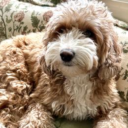 Layla - Goldendoodle